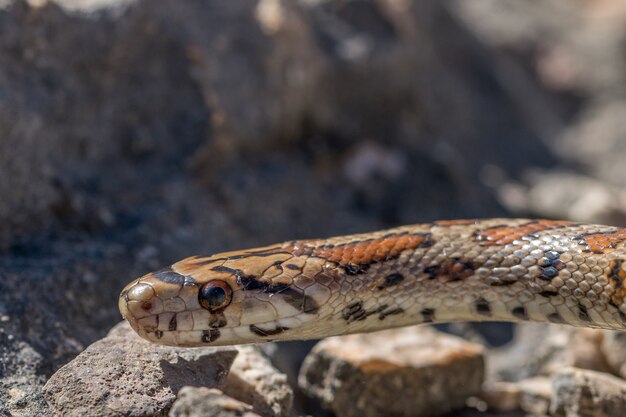 Nahaufnahme des Kopfes einer erwachsenen Leopard Snake oder European Ratsnake, Zamenis Situla, in Malta