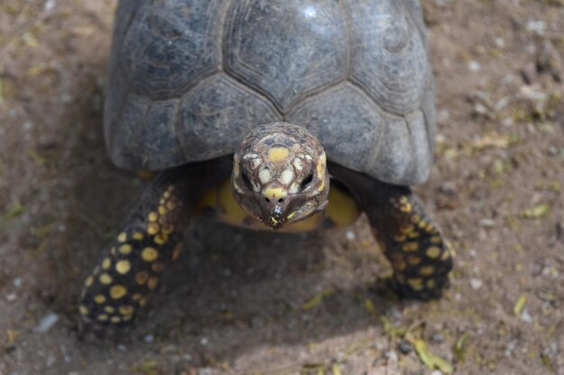 Nahaufnahme des Kopfes einer kleinen Schildkröte