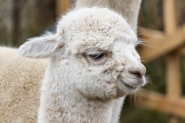 Nahaufnahme des Kopfes eines süßen weißen Lamas