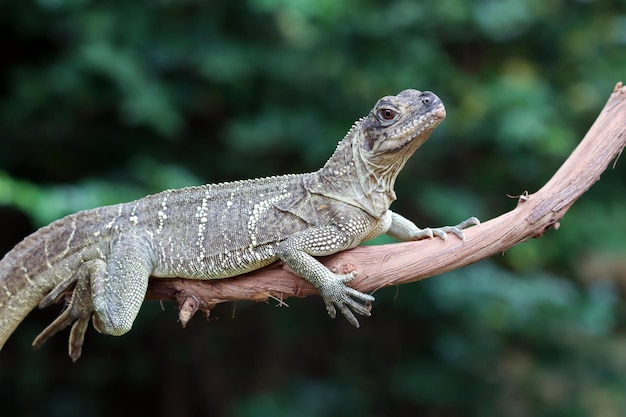 Nahaufnahme des Kopfes von Hydrosaurus weberi Hydrosaurus weberi Eidechse Nahaufnahme