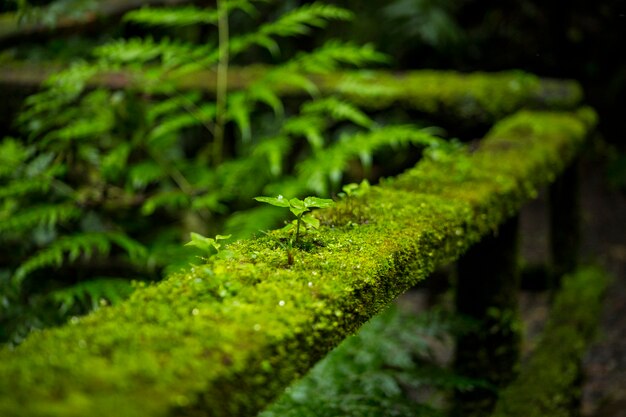 Nahaufnahme des Mooses auf Geländer eines Zauns an Costa Rica-Regenwald