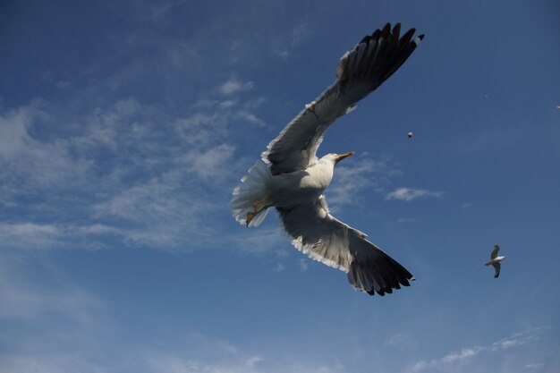Nahaufnahme des niedrigen Winkels eines schönen wilden Fischadlers mit großen Flügeln, die hoch am Himmel fliegen