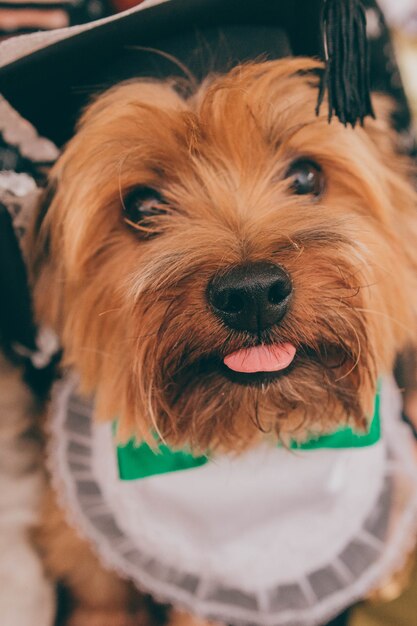 Nahaufnahme des Norfolk Terrier-Hundes, der einen süßen Bogen trägt und in die Kamera schaut