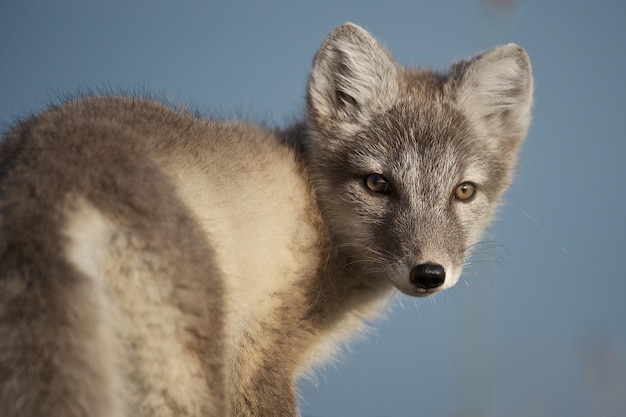 Nahaufnahme des Polarfuchs im Rückblick auf Nordwestgrönland