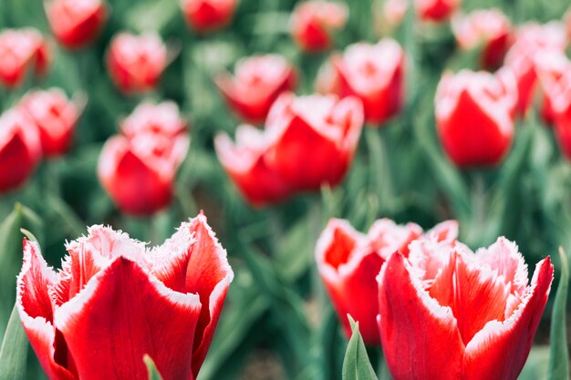 Nahaufnahme des roten blühenden Tulpenblumenfeldes