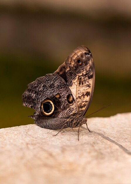 Nahaufnahme des schönen Schmetterlings auf Schulter