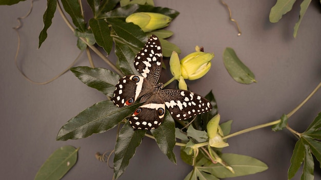 Kostenloses Foto nahaufnahme des schönen schmetterlingskonzepts