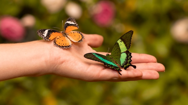 Nahaufnahme des schönen Schmetterlingskonzepts