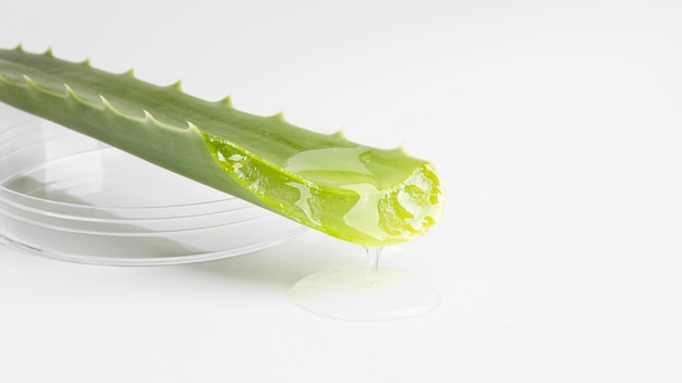 Nahaufnahme des Schönheitskonzepts der Aloe Vera