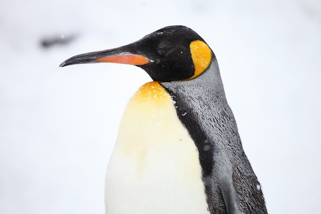 Nahaufnahme des Seitenprofils eines Königspinguins unter dem Sonnenlicht während des Schneefalls in Hokkaido