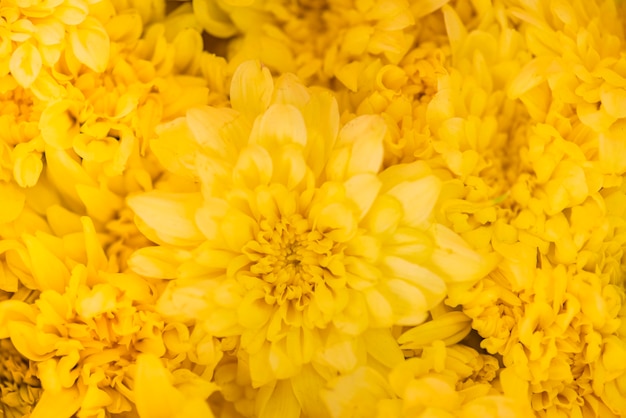 Nahaufnahme des strukturierten Hintergrundes der Chrysantheme