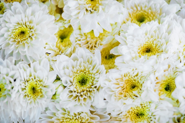 Kostenloses Foto nahaufnahme des strukturierten hintergrundes der weißen chrysantheme