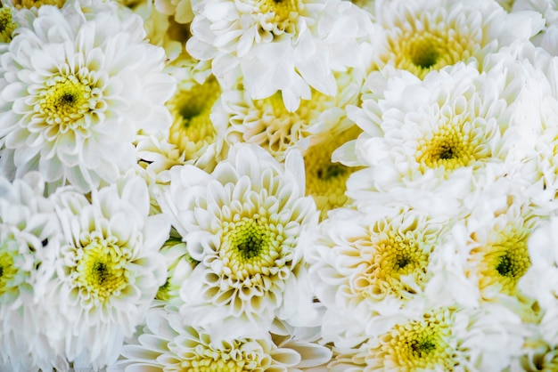 Nahaufnahme des strukturierten Hintergrundes der weißen Chrysantheme