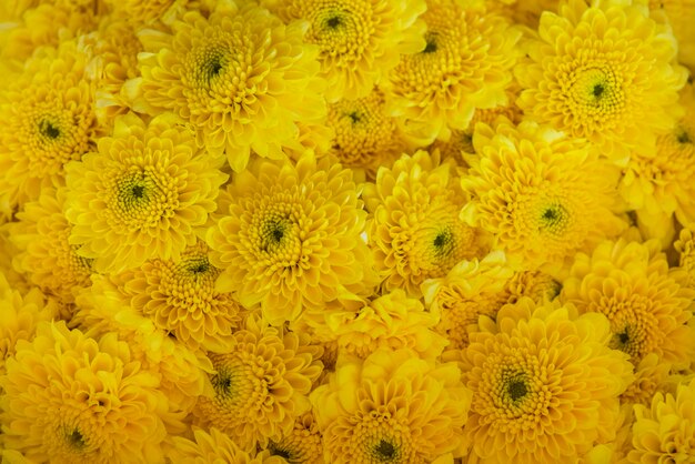 Nahaufnahme des strukturierten Hintergrundes der weißen Chrysantheme