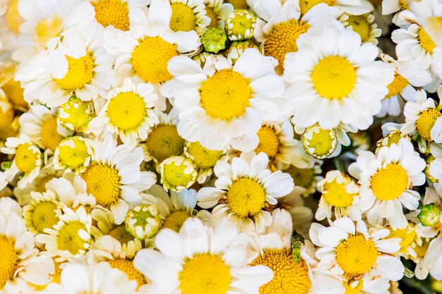 Nahaufnahme des strukturierten Hintergrundes der weißen Chrysantheme