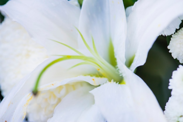 Nahaufnahme des strukturierten Hintergrundes der weißen Lilienblume