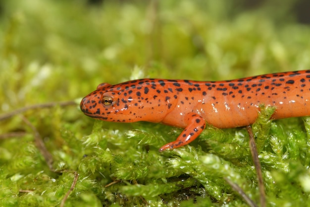 Nahaufnahme des südlichen roten Salamanders auf grünem Moos