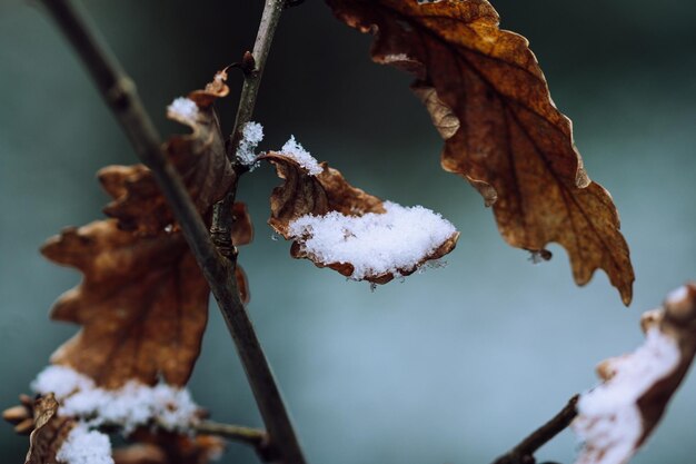 Nahaufnahme des trockenen Herbstlaubs