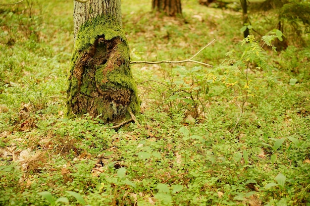 Nahaufnahme des unteren Teils des Stammes eines Baumes im Wald