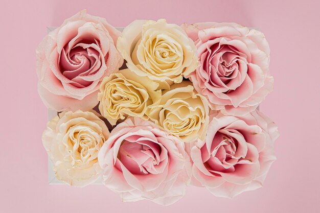 Nahaufnahme des Valentinstagskonzepts mit Rosen