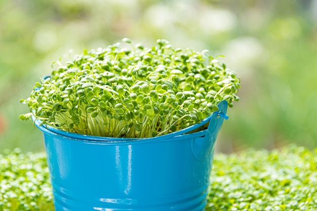 Nahaufnahme des wachsenden gekeimten Rucola.