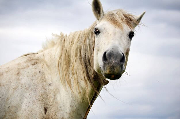 Nahaufnahme des weißen Pferd