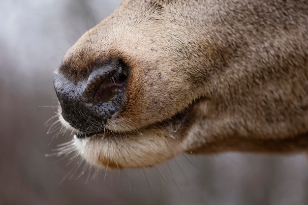 Nahaufnahme des wilden Hirsches im Wald