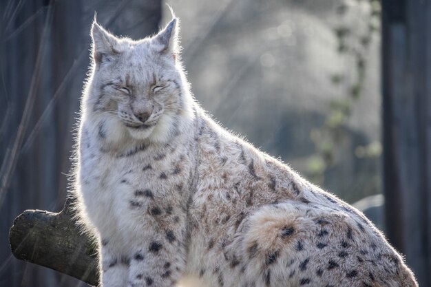 Bilder Luchs Gratis Vektoren Fotos Und Psds