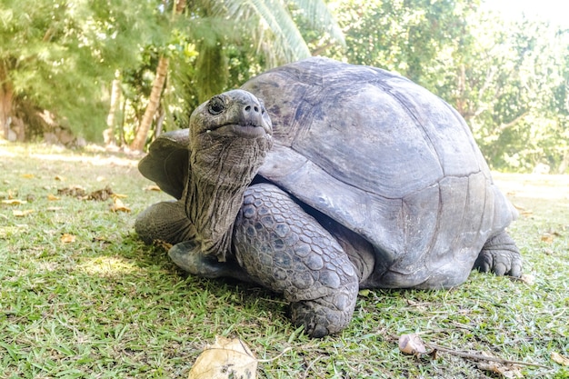 Nahaufnahme einer Aldabra-Riesenschildkröte auf dem Rasen, umgeben von Bäumen unter Sonnenlicht