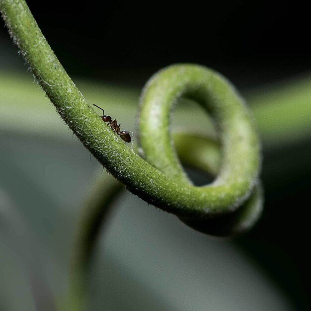 Nahaufnahme einer Ameise, die auf einem grünen Pflanzenstamm sitzt