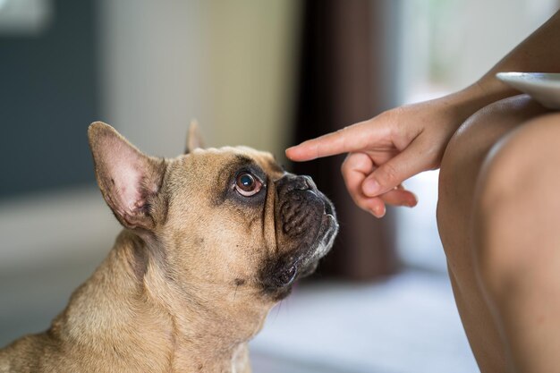 Nahaufnahme einer beigefarbenen französischen Bulldogge, die den Finger des Kindes betrachtet