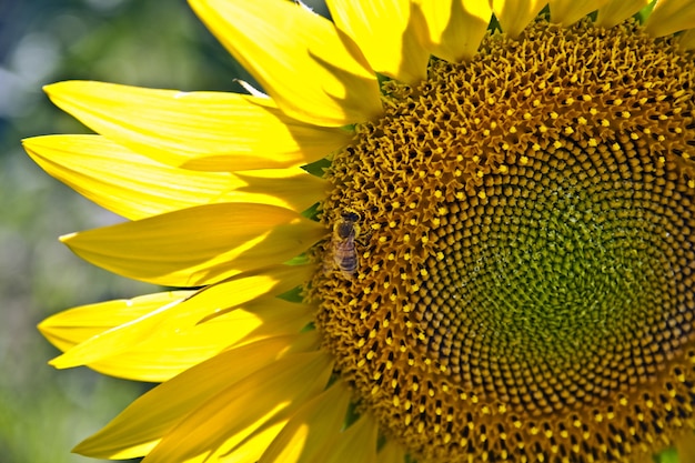 Nahaufnahme einer Biene auf einer Sonnenblume in einem Feld unter dem Sonnenlicht