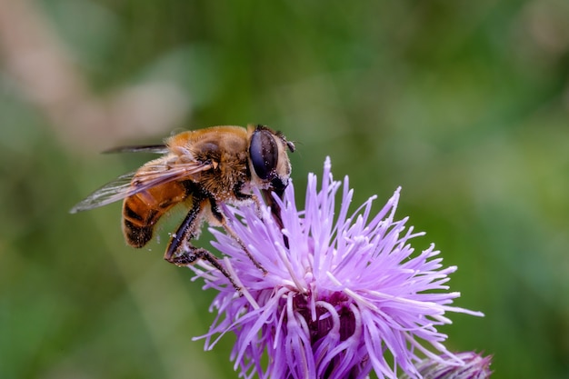 Nahaufnahme einer Biene auf einer violetten Blume