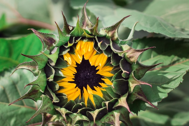 Nahaufnahme einer blühenden Sonnenblume im Grün des Feldes