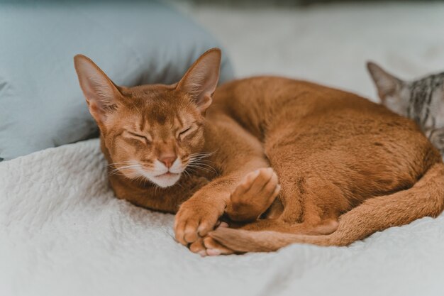 Nahaufnahme einer braunen Katze, die auf einem Bett schläft