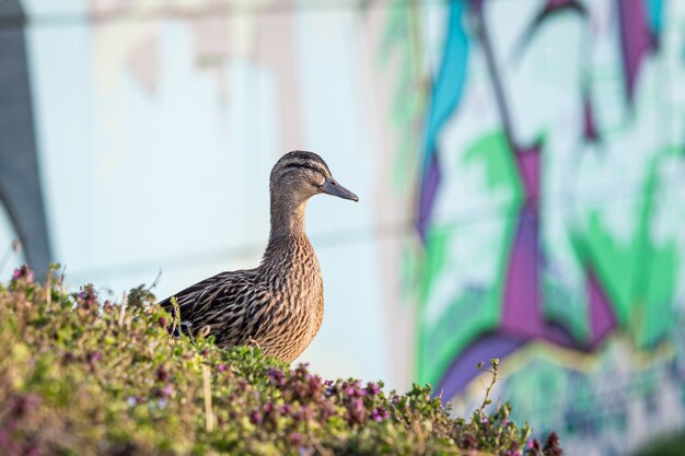 Nahaufnahme einer braunen Stockente, die durch das Gras unter dem Sonnenlicht umgeben wird