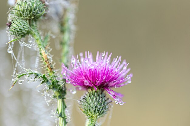 Nahaufnahme einer Distelblume in einem Spinnennetz im Morgentau.