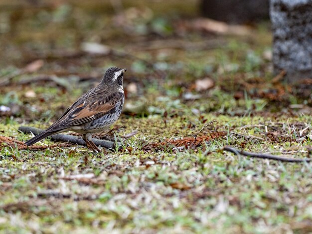 Nahaufnahme einer Dusky Thrush auf dem Gras