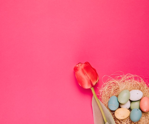 Nahaufnahme einer einzelnen roten Tulpe und der bunten Ostereier an der Ecke des rosa Hintergrundes