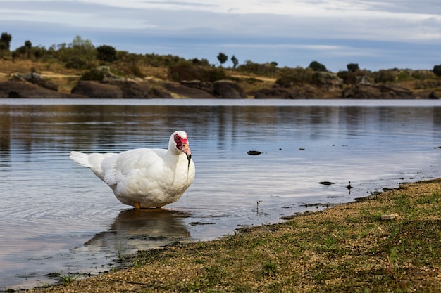 Nahaufnahme einer Ente, die in ihrer natürlichen Umgebung fotografiert wurde