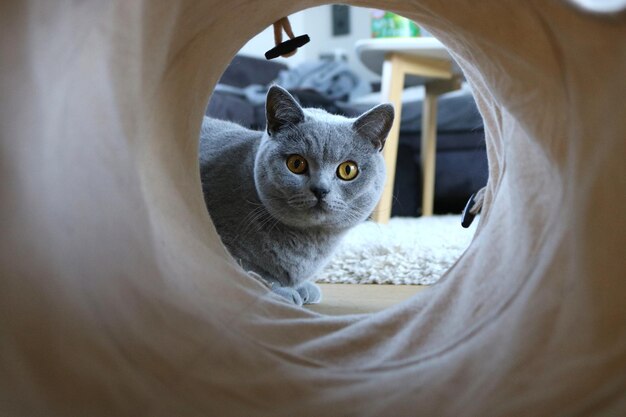 Nahaufnahme einer entzückenden Britisch Kurzhaarkatze, die auf dem Boden liegt