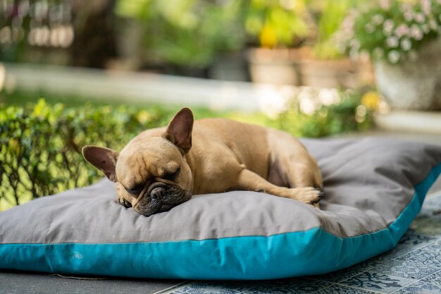 Nahaufnahme einer entzückenden Bulldogge, die an einem sonnigen Tag auf Kissen im Garten schläft