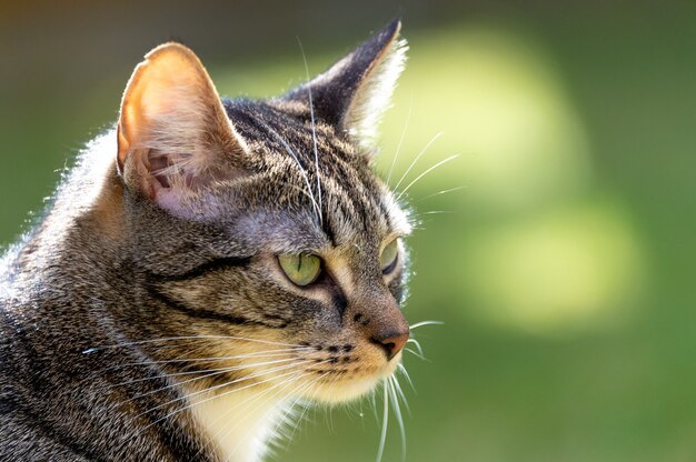 Nahaufnahme einer entzückenden gestreiften Katze im Freien unter dem Sonnenlicht