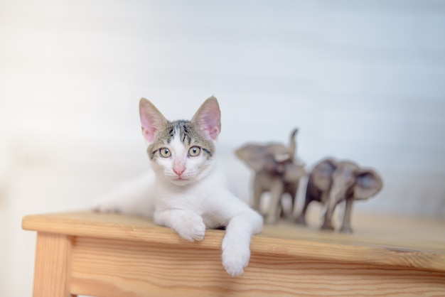 Nahaufnahme einer entzückenden kleinen Hauskatze, die auf einem Tisch liegt