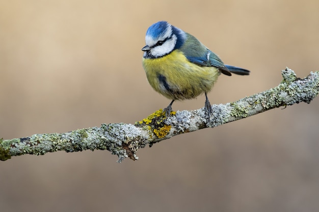 Nahaufnahme einer eurasischen blaumeise, die auf einem zweig unter dem sonnenlicht steht