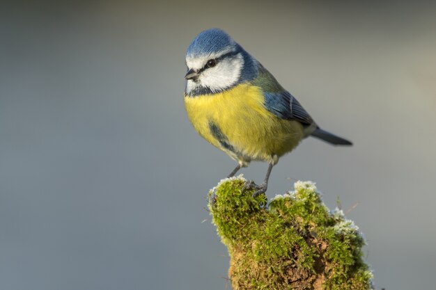 Nahaufnahme einer eurasischen Blaumeise, die auf Holz steht, das tagsüber unter dem Sonnenlicht mit Moosen bedeckt ist?