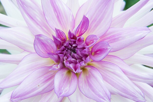 Nahaufnahme einer exotischen Blume mit lila und weißen Blütenblättern pet