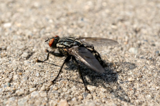 Nahaufnahme einer Fliege auf dem Boden unter dem Sonnenlicht mit einem verschwommenen Hintergrund