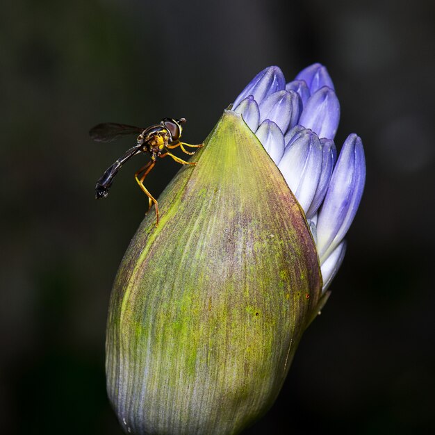 Nahaufnahme einer Fliege, die auf der Blume sitzt