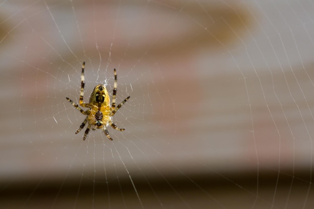 Nahaufnahme einer Gartenspinne im Netz